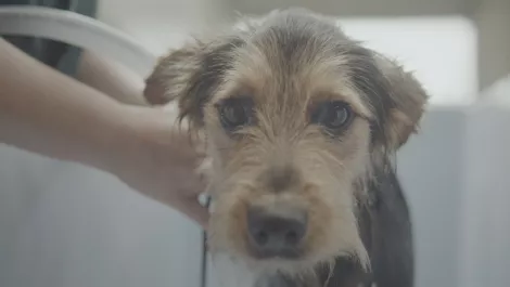 Dog adoption drive uses split-screen tech to tug heartstrings