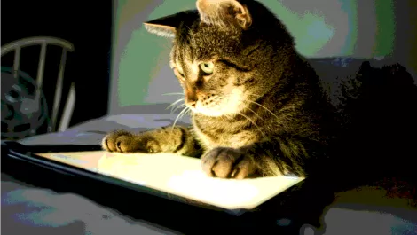 Cats