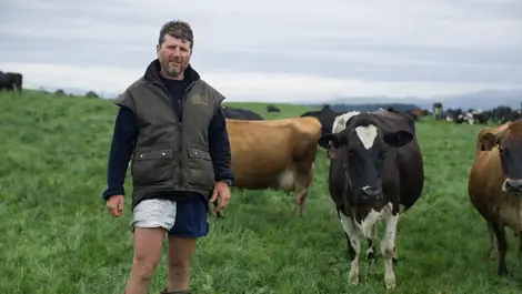Fantasy dairy league turns real New Zealand cows into stars